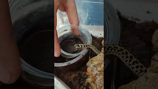 Atak pończosznika🐍 Thamnophis marcianus animals reptile snake [upl. by Meekah]