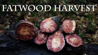 Searching and harvesting fatwood in rainy autumn forest ASMR [upl. by Yesnikcm]