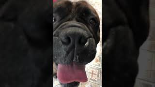 Very intelligent Bullmastiff “Maxxy”  Multiple Best in Show brindle male bullmastiff [upl. by Avivah]