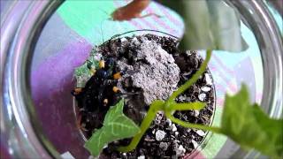 Assassin bug feeding [upl. by Lady]