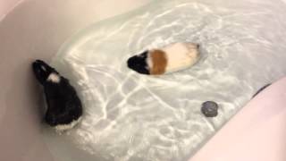 Guinea pigs swimming in the bath tub [upl. by Iphigenia976]