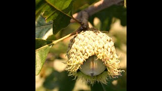 How to identify bur oak Quercus macrocarpa [upl. by Vinita]