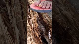 rescue work is underway to rescue the snake from the tree hole Part3 snakes coconuttree [upl. by Helms]