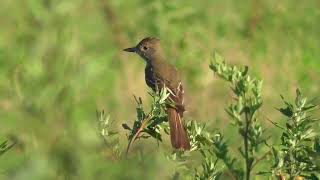 Great Crested Flycatcher Myiarchus crinitus hunting in grass flycatcher birds [upl. by Previdi]