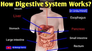 Science Gk In Hindi  पाचन तंत्र Digestive System   By Akshay sir  Crazy Gk Trick Science [upl. by Ikkela]