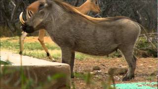 Bow Hunting South African Warthog 20110408 Moselesele Sergio [upl. by Vittoria459]