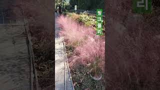 핑크뮬리 핑크뮬리 Hairawn muhly Pink muhly 털쥐꼬리새 Muhlenbergia capillaris 분홍쥐꼬리새 [upl. by Ecital736]