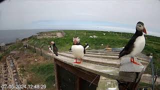 Coquet Island 3 Top Of The Hide☀️070524 [upl. by Nanoc229]