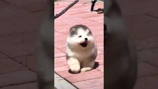 Cute baby Alaskan malamute dogs running ♥️♥️♥️🥰 babyanimals [upl. by Pascha726]