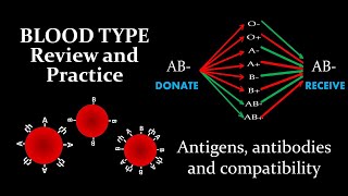 Blood Type  Review and Practice [upl. by Dahs608]