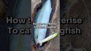 Tips  catching Kingfish using Rerise sinking stickbait [upl. by Ttessil]