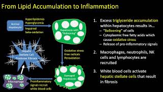 Hepatic Steatosis Part 1 Pathophysiology [upl. by Htebarual]