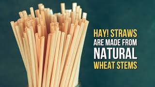 The Most Ecofriendly Drinking Straws 100 biodegradable and made from natural wheat [upl. by Eelyek]