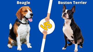 THE BEAGLE  BETTER THAN BOSTON TERRIER THE FAMILY DOG [upl. by Anibur]