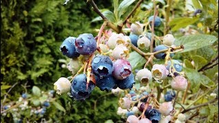 Highbush blueberry  Vaccinium corymbosum  Huckleberry  borówka amerykańska [upl. by Danziger]