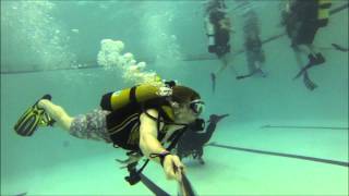 Scuba Diving GoPro Pool Test [upl. by Goldwin841]