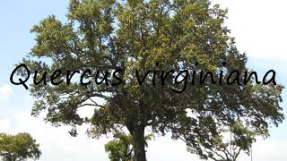 How to Pronounce Quercus virginiana [upl. by Owen702]