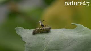 Parasitic wasp laying eggs in Large white caterpillar host which tries to toss it off UK [upl. by Kwabena]