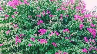 Bougainvillea plantBGlebraSpectabilishshrubs ornamental shortsvideo [upl. by Nosreip]