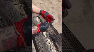 You Wont Believe  Beach Cleanup Money [upl. by Faunia]