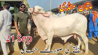 Cholistani Gulabi Nukraa kheera Bachraa latest update  Multan Cow Mandi [upl. by Atiuqnahs495]