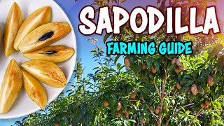 Sapodilla Chikoo  Farming Complete Guide  Sapota Fruit Cultivation [upl. by Airdnaed]