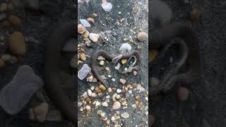 Snake and its snack on Potomac River MD part 1 [upl. by Ayra]