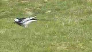 White Wagtail subspecies Pied wagtail [upl. by Laira]