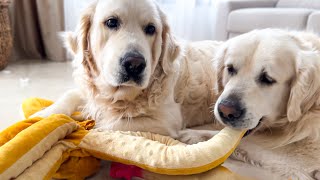 Golden Retriever Tries to Steal a toy octopus from another Dog [upl. by Cheke]