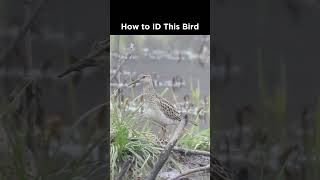 Can you identify this sandpiper [upl. by Jerrol]