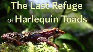 The Last Refuge of Harlequin Toads  The Atelopus Survival Initiative ASI [upl. by Angeli]