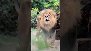 An Amazing Lions Roar [upl. by Dleifyar]