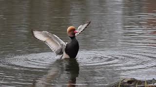 Šalminė antis  Redcrested Pochard  Netta rufina Klaipėda [upl. by Enna]