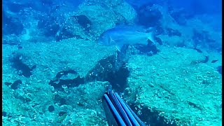 The dentex that approached like an amberjack  Cyclades Spearfishing [upl. by Omland]