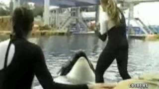 Killer Whale Attack 911 Call [upl. by Larine]