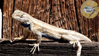 Fence Lizard  Pushups Workout [upl. by Howlan]