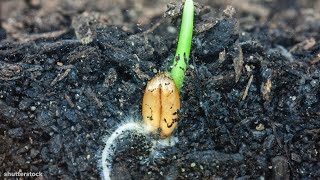 I Could Watch Time Lapses Of Seeds Growing All Day [upl. by Sydalg924]