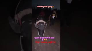 Bonchi jhota group youtubeshorts jhottarace newmusic music automobile jhotarcae farming [upl. by Flori134]