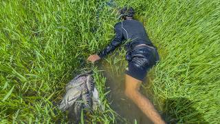 Pesca y cocina fuera del rio en pequeñas charcas encontramos muchísimos guapotes y tilapias [upl. by Carmela]