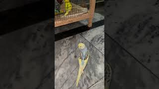 Budgies Flying Freely  Outdoor Fun amp Playtime with Parrotsbudgiebliss babyanimals birdslover [upl. by Aseiram765]