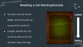 Gel Electrophoresis Notes [upl. by Finstad190]