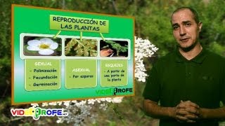 07 La reproducción de las plantas 5º Conocimiento del Medio Videoprofenet [upl. by Ellevehc43]