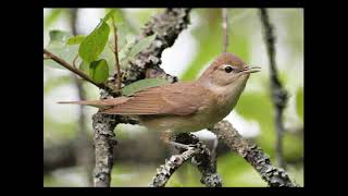 Richiamo beccafico quotSylvia borinquot Garden warbler song [upl. by Gwen]