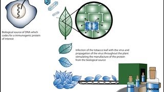 Plant biotechnology 1 [upl. by Kristof436]