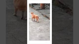 നായ കുട്ടിയുടെ മനസാന്നിധ്യംDogs Intelligence shortsvideos shortfeeds escape shortstrainvideo [upl. by Butch]