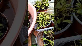 🪴 Vénusz légycsapója  Venus flytrap 🪰Dionaea muscipula 🌱🍗 [upl. by Girard142]