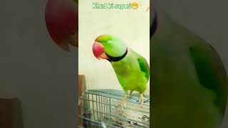 Shaadi ka matlab kya hota hai funny 😁 mitthu please 🙏 like subscribe 🦜🙏 [upl. by Ddal293]