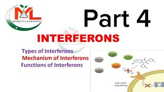 Interferons Types of interferon Mechanism of Interferons  Functions of Interferons  Immunology [upl. by Hanoy926]