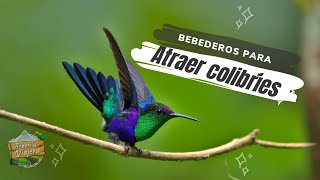 Todo sobre los bebederos para colibríes  Asherita viajera guía turística en Colombia [upl. by Shoshanna]