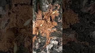 Live Formosan Termites Infesting a Tree FormosanTermites TermiteInfestation [upl. by Ecirtnas516]